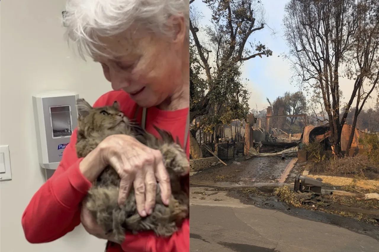Reúnen a gatita con su dueña tras los incendios en Los Ángeles