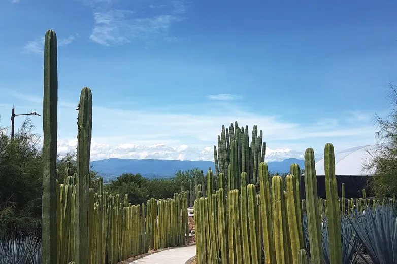 Arma tu propio jardín desértico en casa