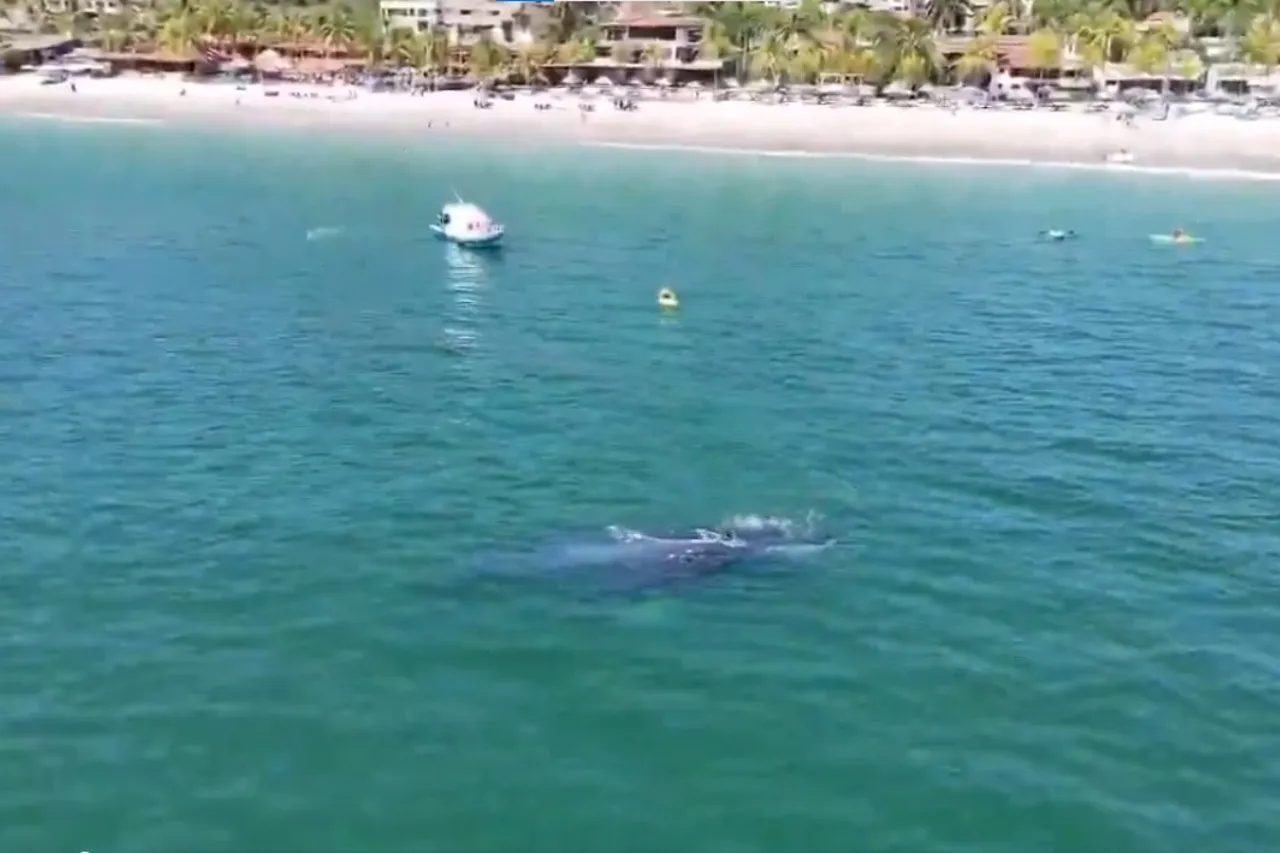 Resguardan parto de ballena jorobada en Guerrero