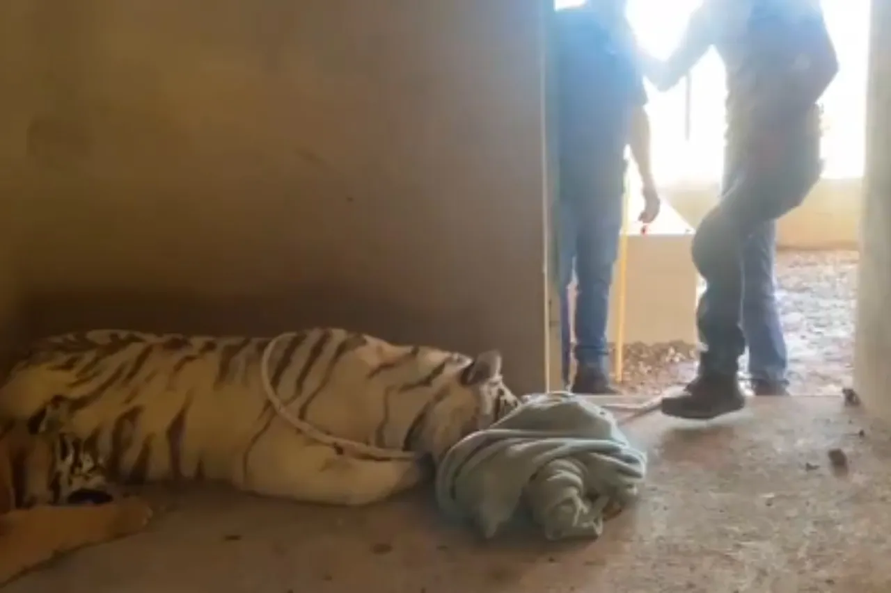 Rescatan 2 tigres 'extremadamente agresivos' en sierra de Sinaloa