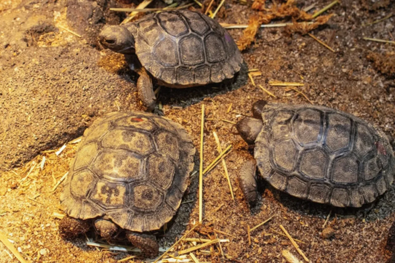 Tortugas en Filadelfia se convierten en padres primerizos a los casi 100 años