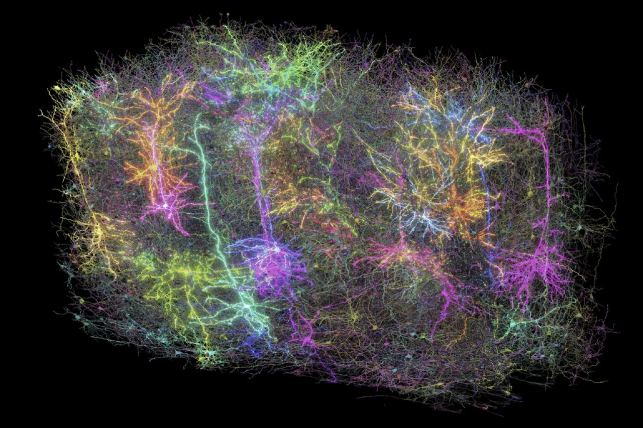 Mapean cerebro de ratón y científicos se sorprenden por parecido con galaxias