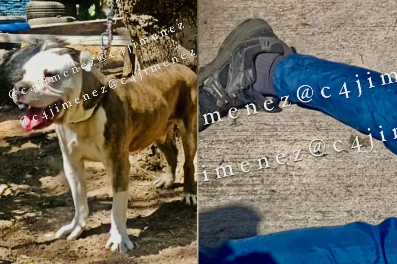 Pitbull ataca a hombre de 65 años que paseaba a sus perros; cae y muere