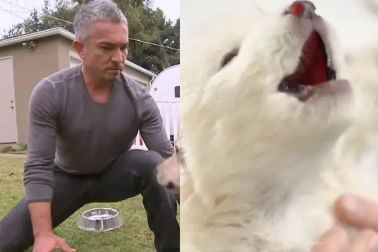 César Millán reacciona al resurgimiento del Lobo terrible ¿los domará?
