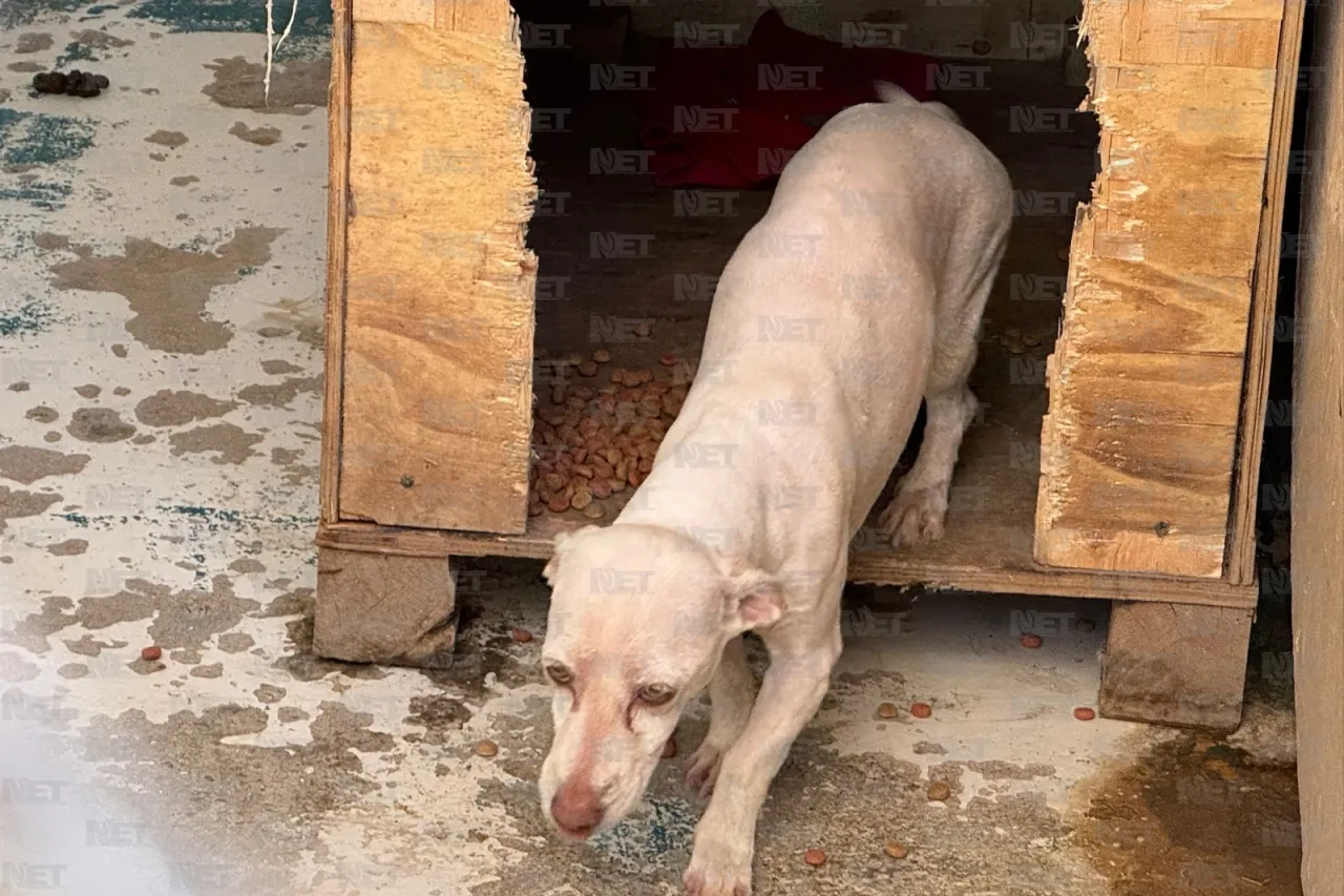 Endurecen sanciones por maltrato y abandono de mascotas en Juárez