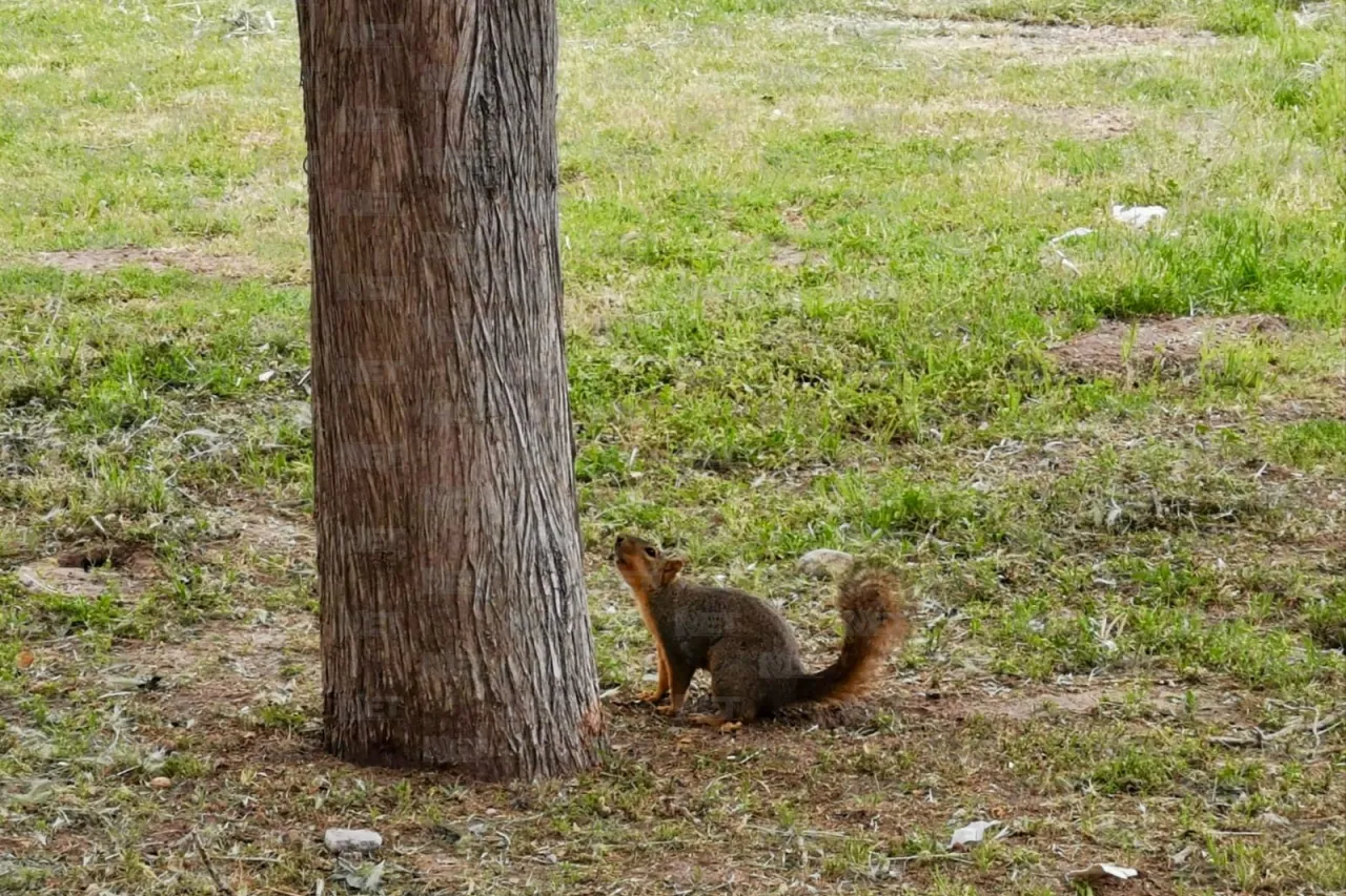 Cosas que no debes hacer si vas a El Chamizal a festejar la Pascua