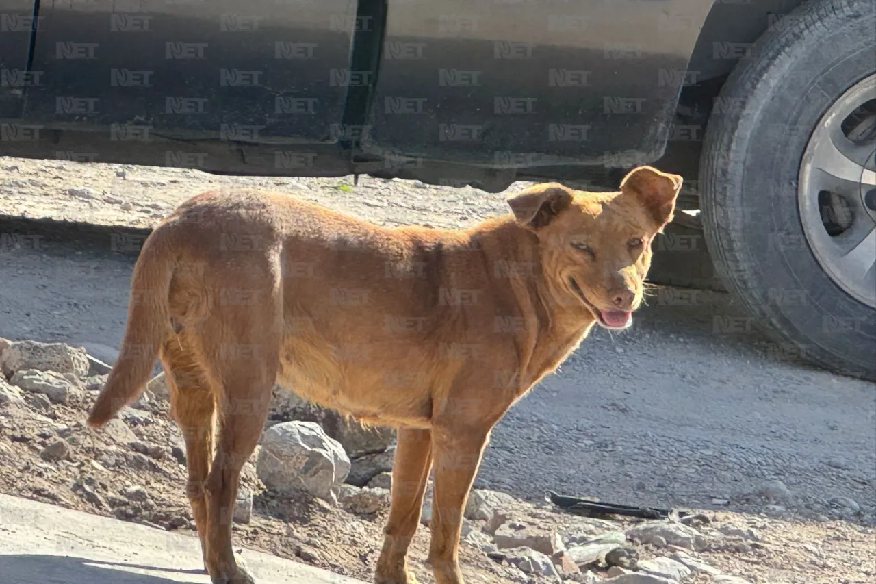 Endurecen sanciones por maltrato y abandono de mascotas en Juárez