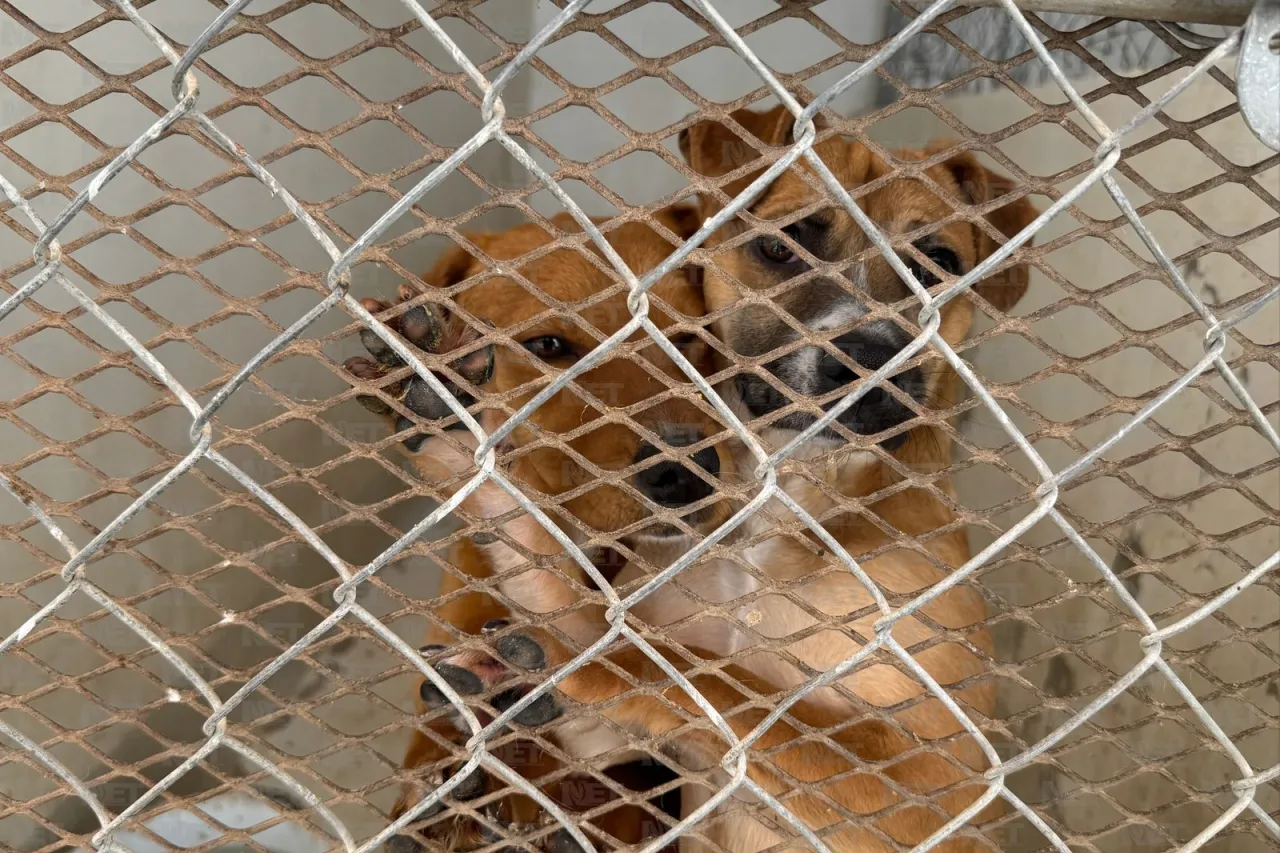 Endurecen sanciones por maltrato y abandono de mascotas en Juárez