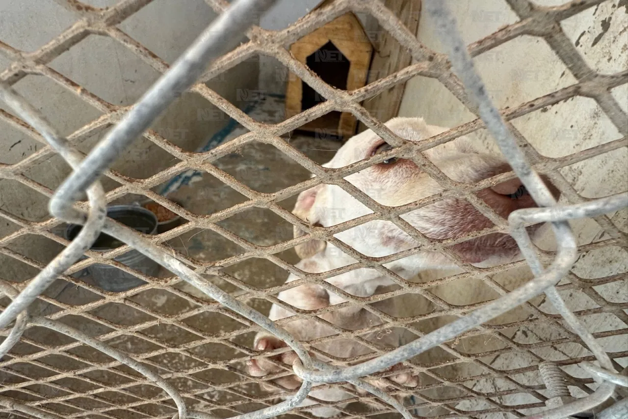 Endurecen sanciones por maltrato y abandono de mascotas en Juárez