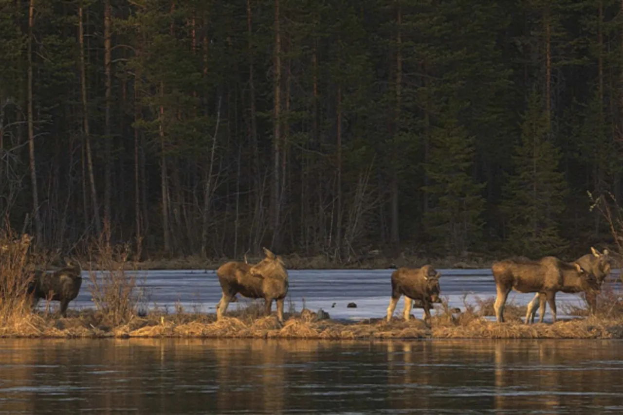 Millones siguen transmisión en vivo de la épica migración de alces en Suecia