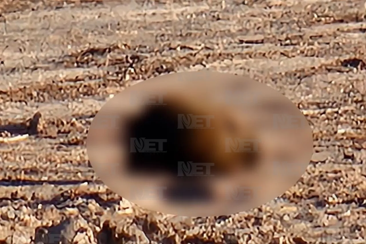 Hallan cabeza humana en El Sauzal; perro la llevaba en el hocico