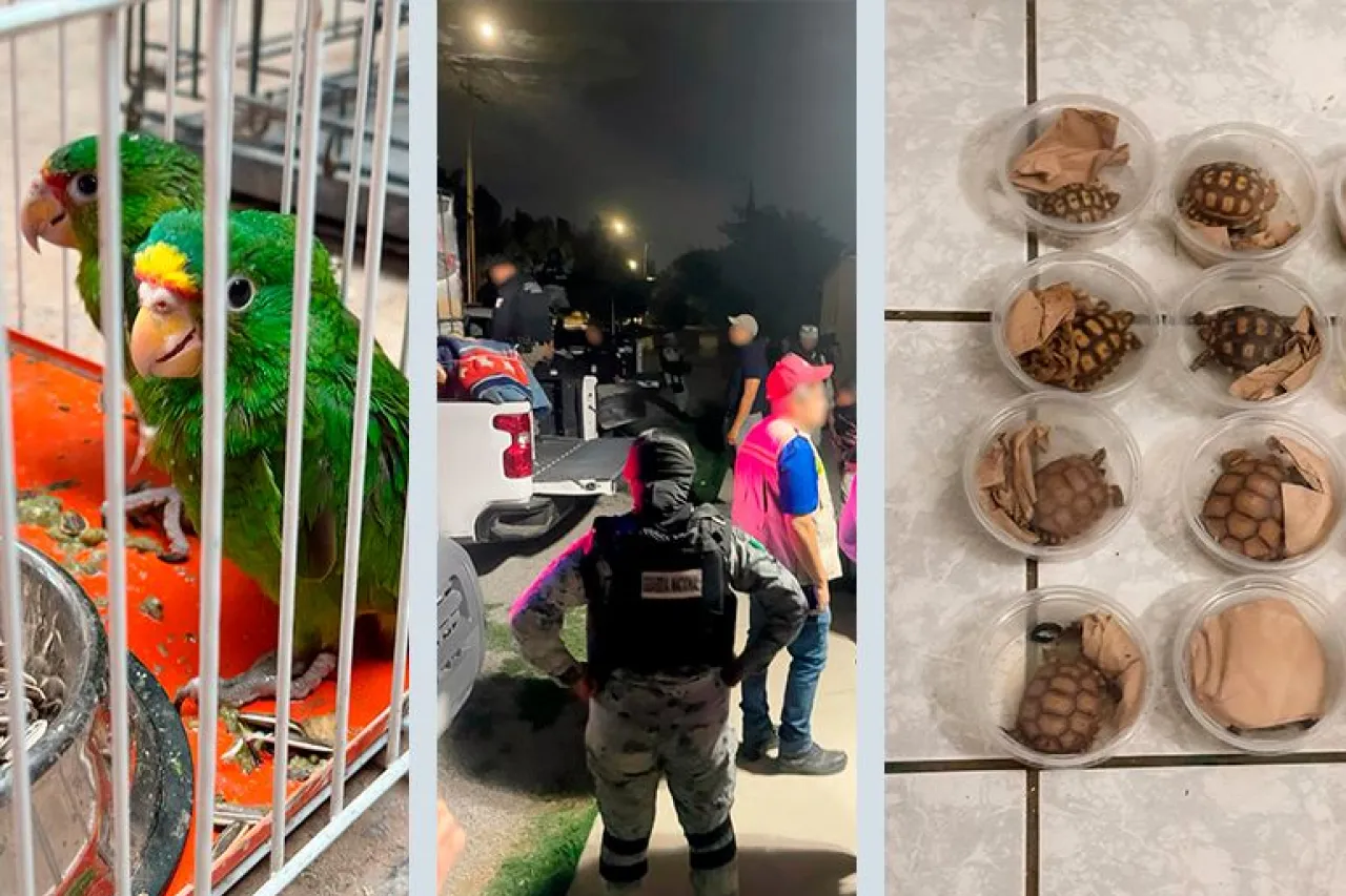 En dos operativos, casi 400 animales asegurados por Profepa