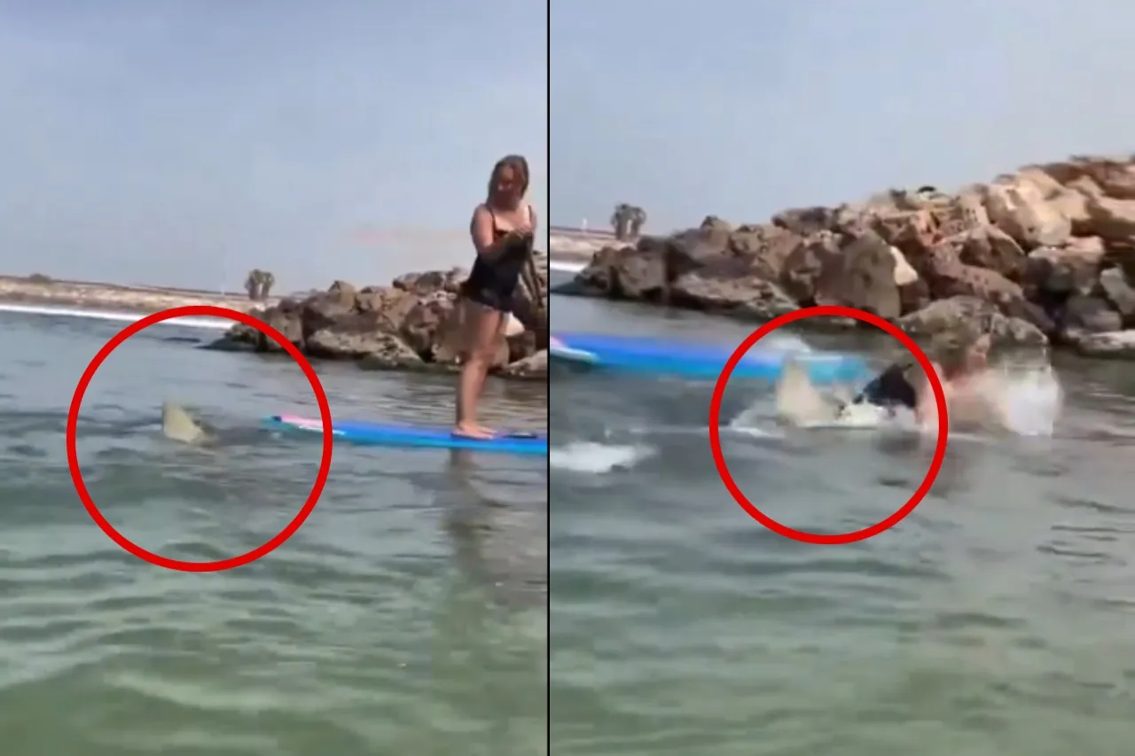 Mujer cae sobre tiburón mientras hacía pádel surf en el mar