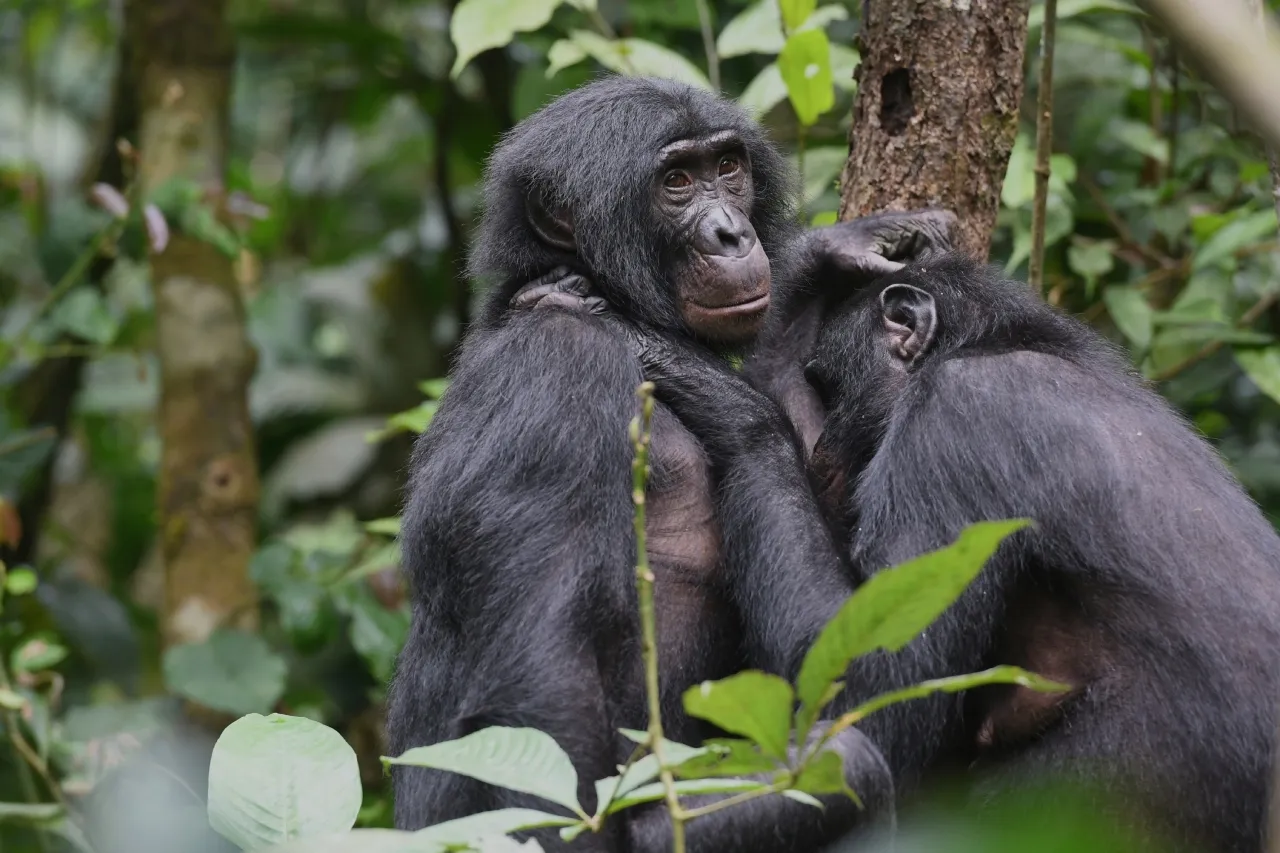 Bonobos hembras del Congo forman grupos para evitar la agresión de los machos