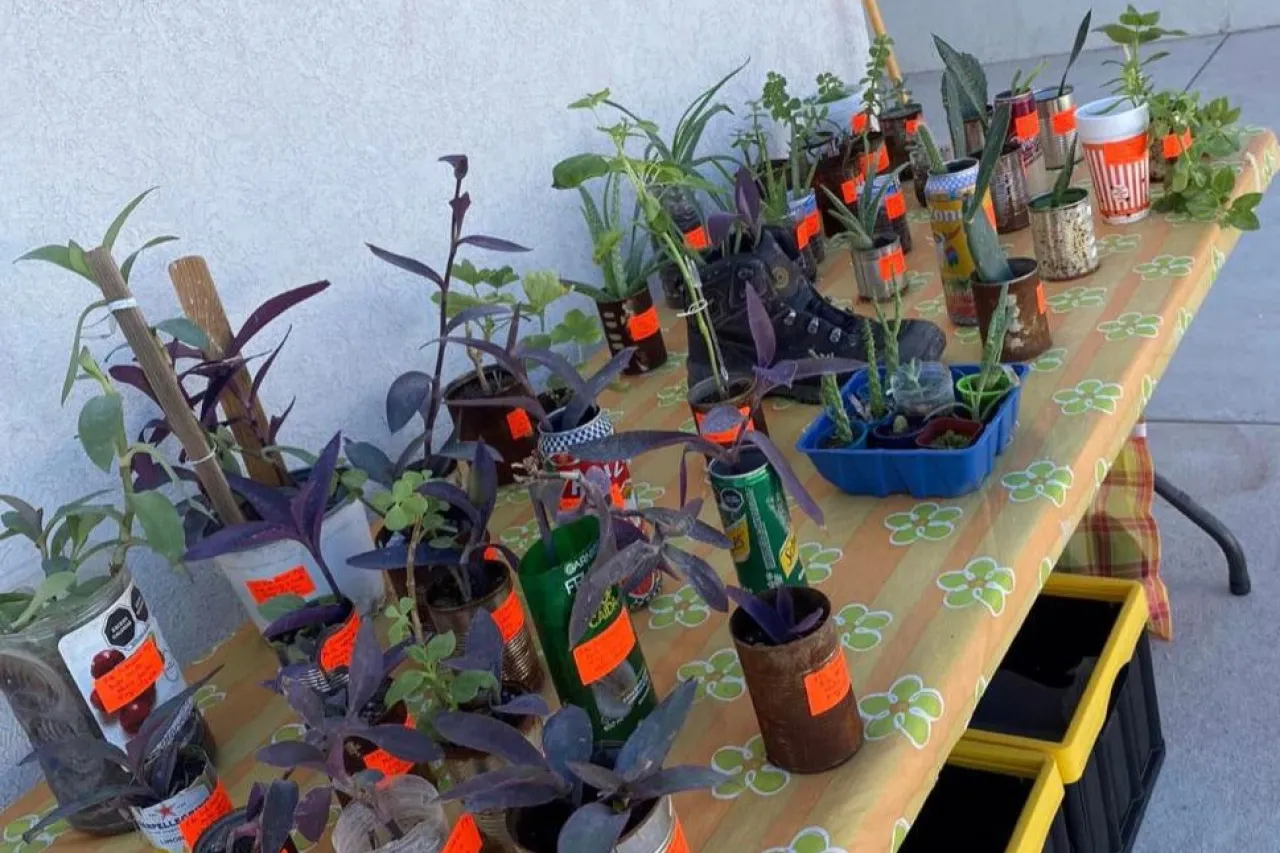 ¿Eres amante de las plantas? Invitan a intercambio este fin de semana