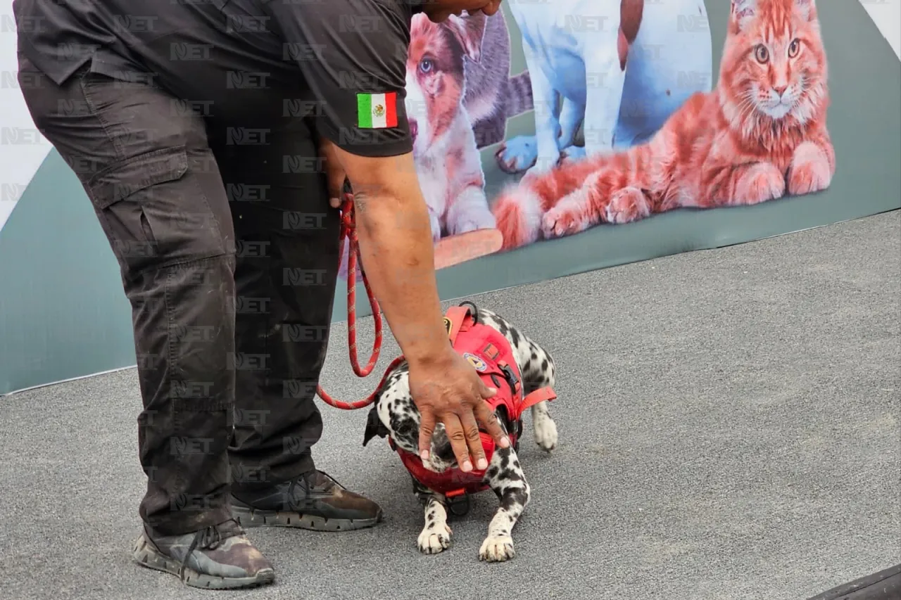 Presentan proyecto para identificar y seguir a animales de la calle