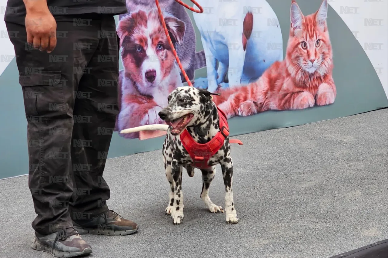 Presentan proyecto para identificar y seguir a animales de la calle
