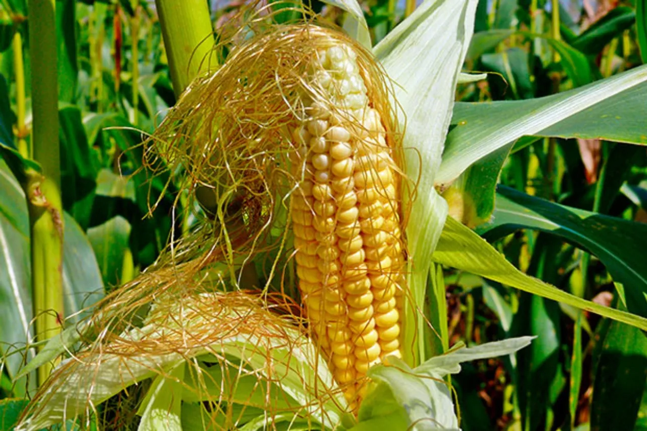 ¿Sirve el té de pelos de elote para eliminar las piedras en los riñones?
