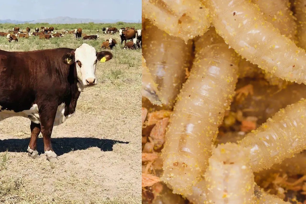 Garantiza Chihuahua calidad del ganado para consumo local y exportación