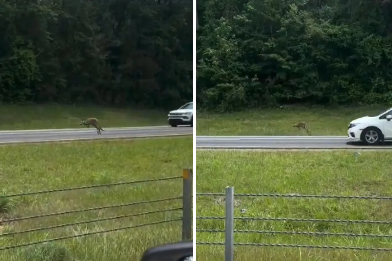 Video: Canguro llamado Sheila causa cierre de autopista en Alabama
