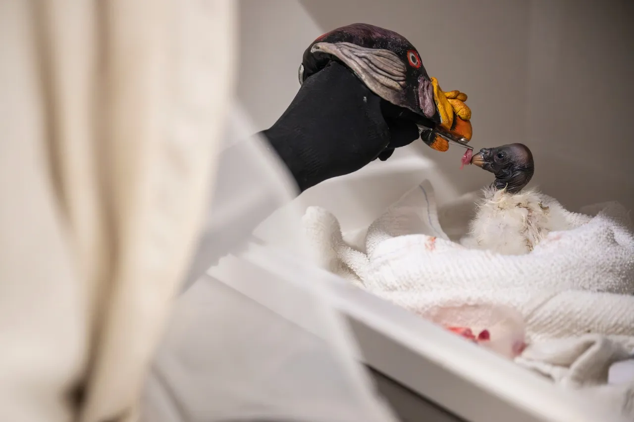 Zoológico alimenta a un buitre bebé con un títere de mano