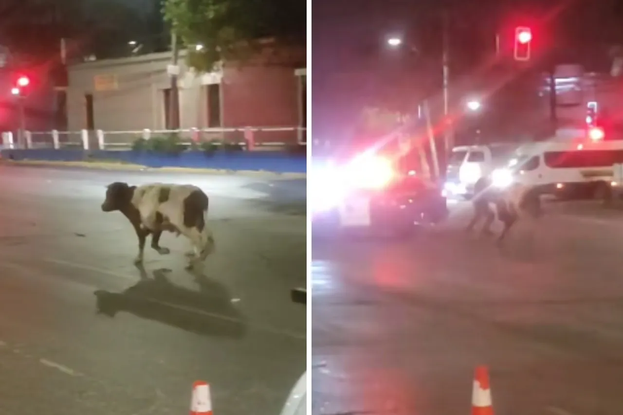 Video: Vaca suelta embiste a policía que quería capturarla