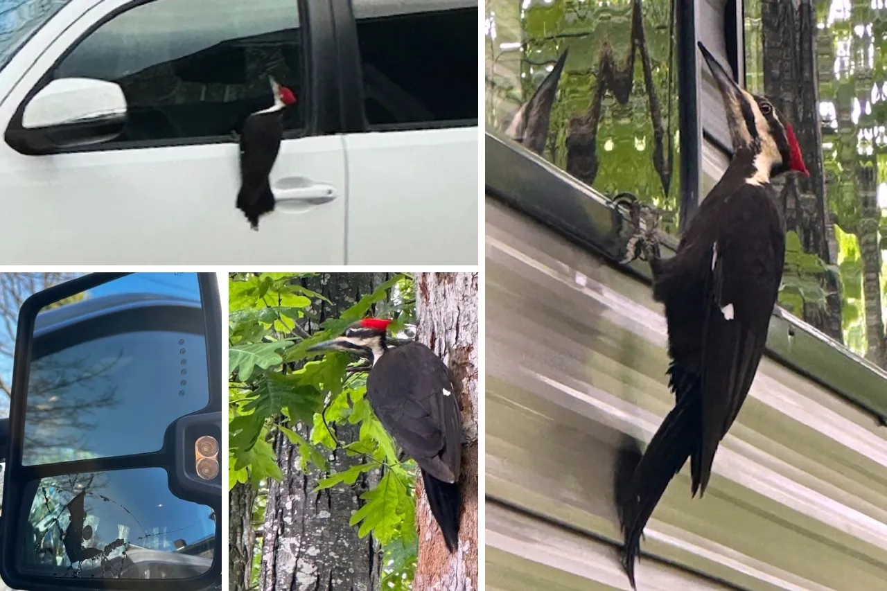 Pájaro carpintero invade barrio en EU y causa destrozos