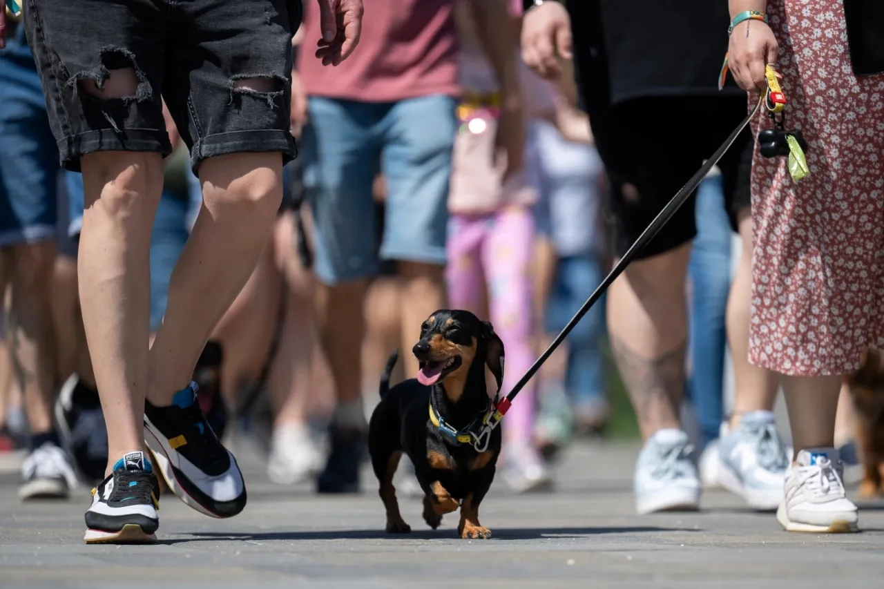 Cientos de perros salchicha persiguen un récord en Hungría