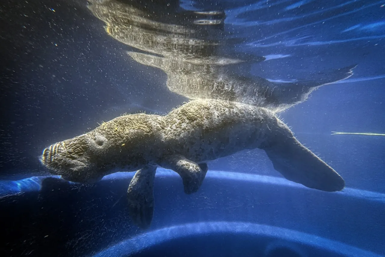 Manatí reaviva la esperanza en la Amazonia para esta especie en peligro