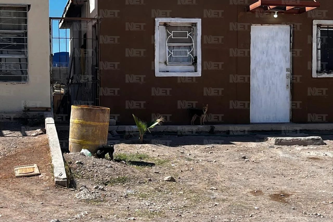 Denuncian irresponsabilidad por proliferación de perros y garrapatas
