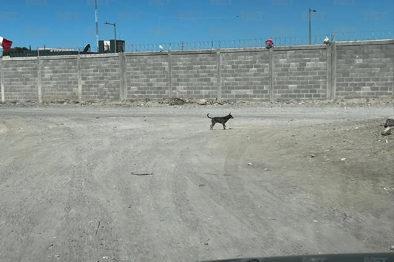 Denuncian irresponsabilidad por proliferación de perros y garrapatas