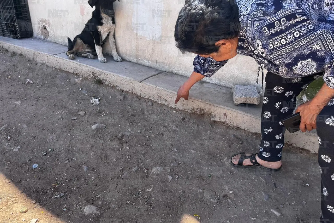 Denuncian irresponsabilidad por proliferación de perros y garrapatas
