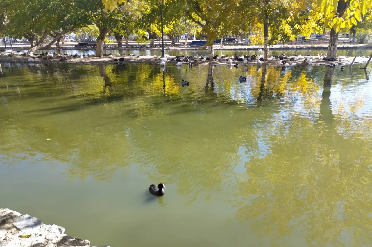 Lleva a cabo Parque Central limpieza profunda del lago