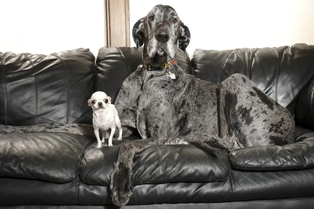 Los perros más alto y más pequeño del mundo se reúnen para jugar