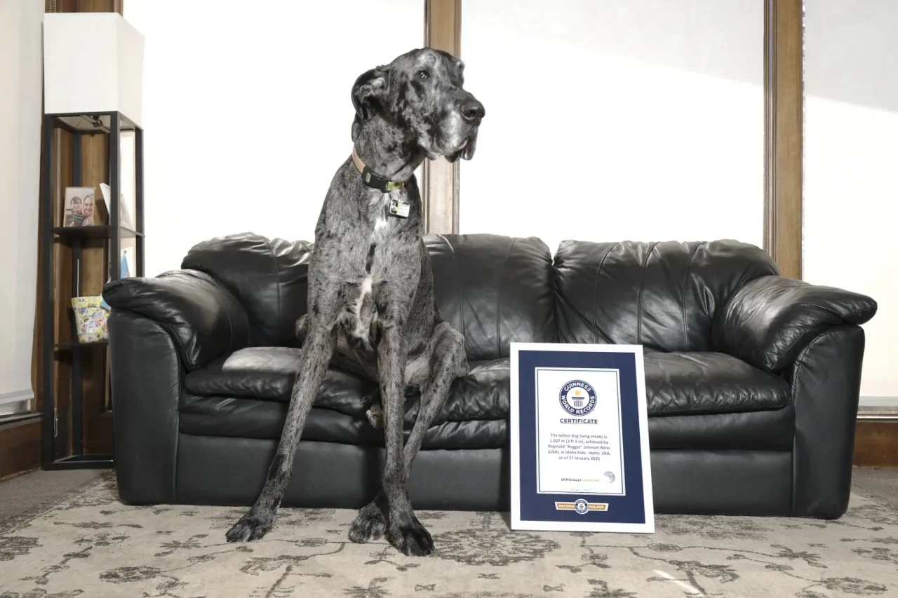 Los perros más alto y más pequeño del mundo se reúnen para jugar