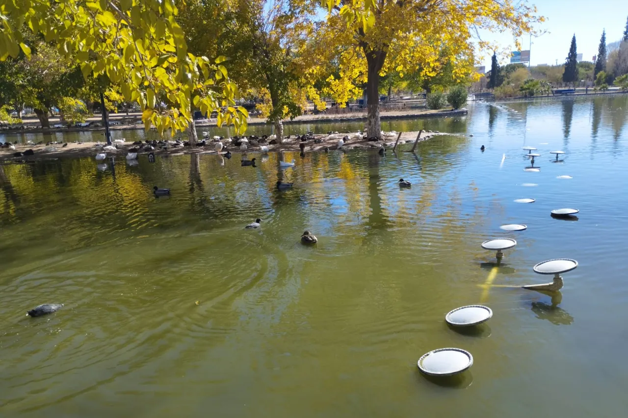 Lleva a cabo Parque Central limpieza profunda del lago