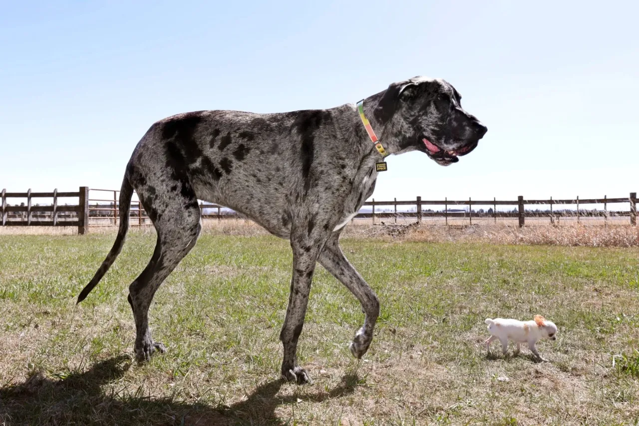 Los perros más alto y más pequeño del mundo se reúnen para jugar