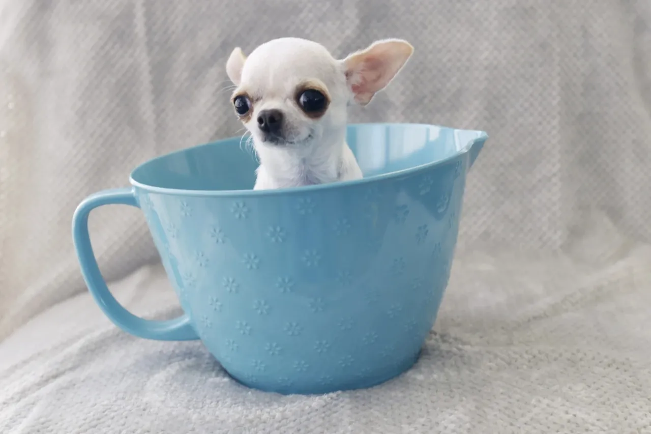Los perros más alto y más pequeño del mundo se reúnen para jugar