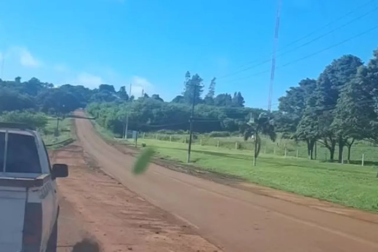 Video: Captan a árbol 'caminando' en bosque