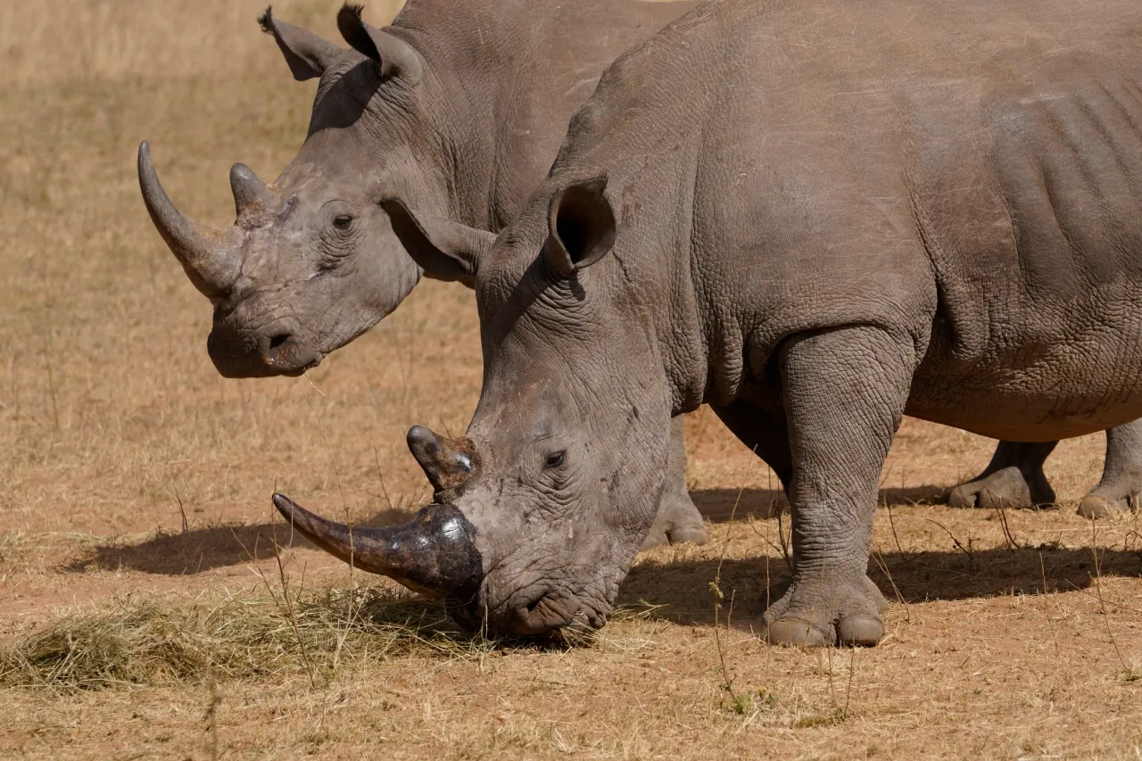 Cazadores han matado más de 100 rinocerontes en Sudáfrica este año