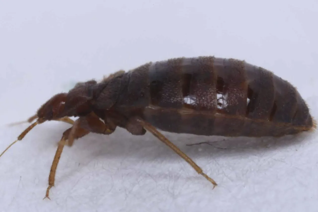 Chinches, una plaga que persiste en los hogares juarenses pese al estigma