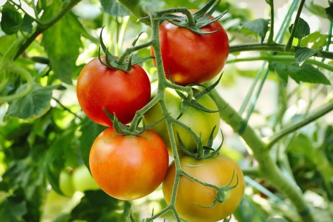 México y EU alcanzan acuerdo arancelario sobre al tomate