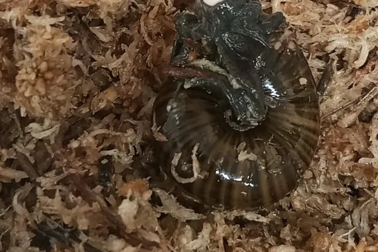 Captan por primera vez a raro caracol poniendo un huevo desde su cuello