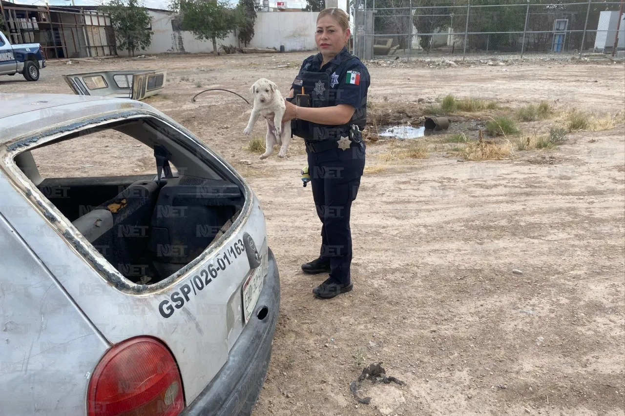 Rescatan a perrita y sus cachorros en lote baldío de la colonia Alameda