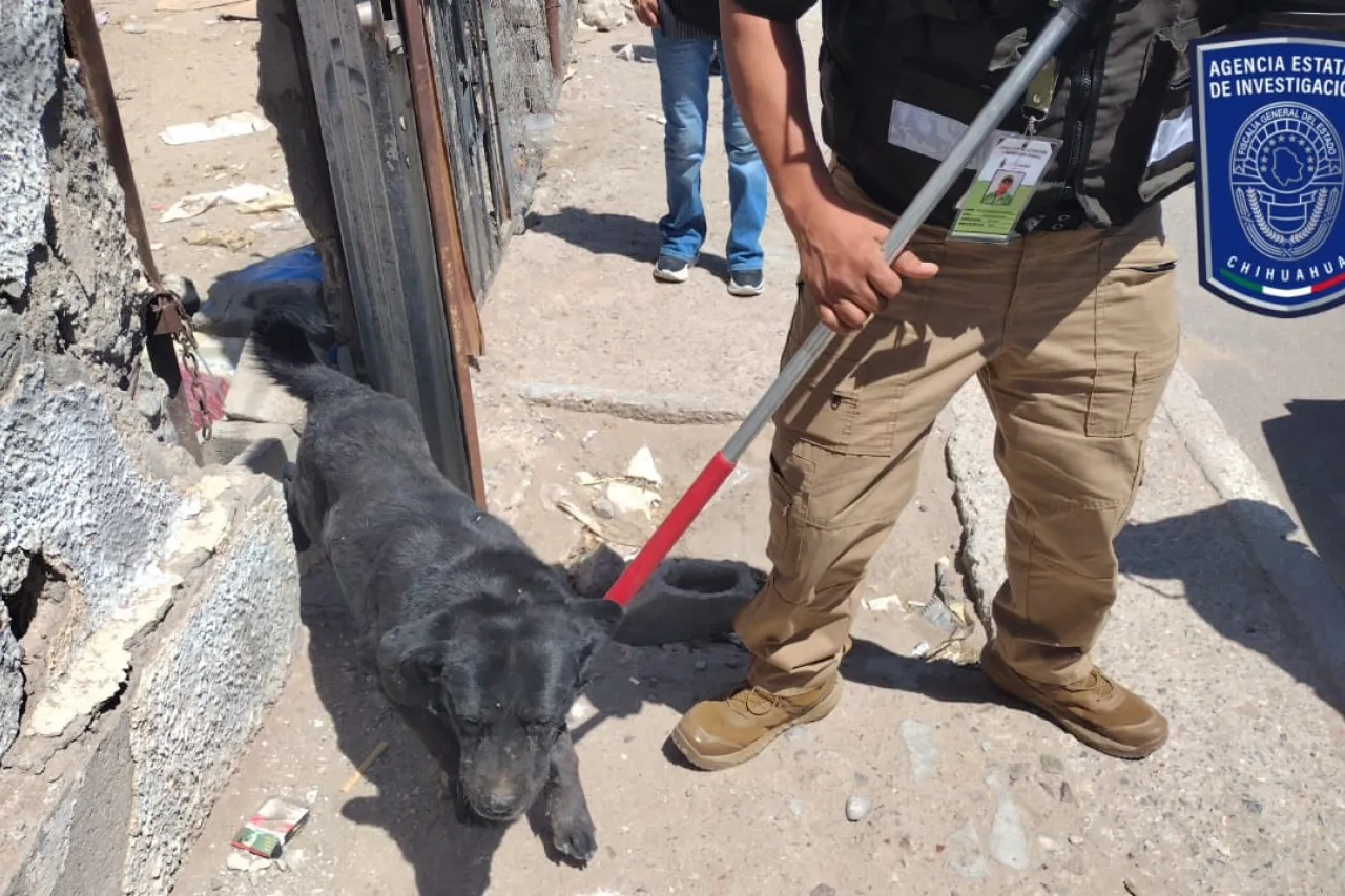 Rescatados 71 animales en situación de maltrato en Juárez