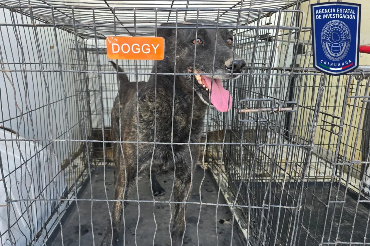 Rescatados 71 animales en situación de maltrato en Juárez