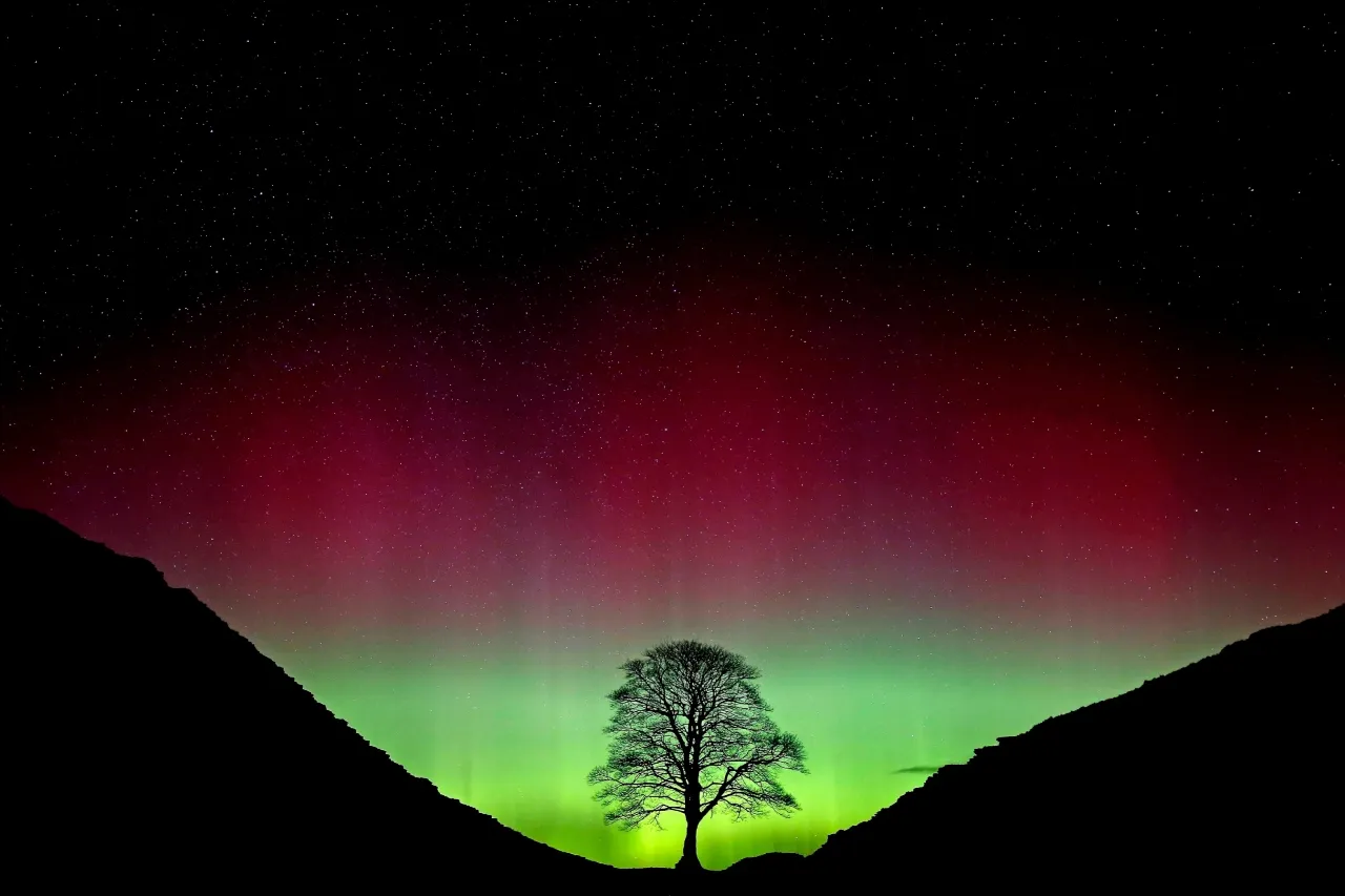 Condenan a 2 hombres por talar el popular árbol de Sycamore Gap