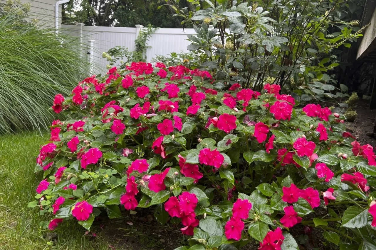 Unas plantas causan más sufrimiento que otras a jardineros con alergia al polen