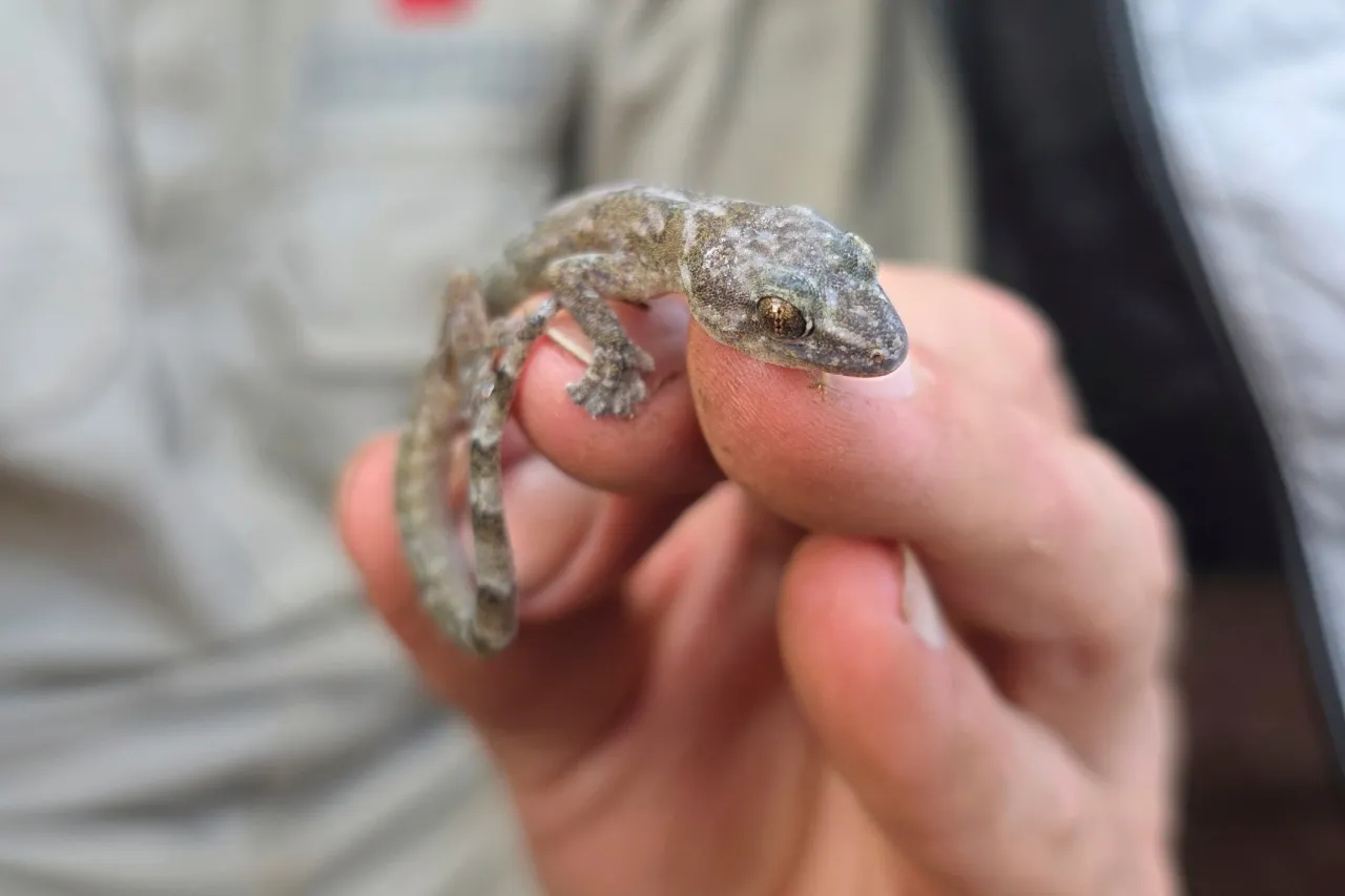 Redescubren a un gecko de cuerpo plano en Sudáfrica después de 34 años