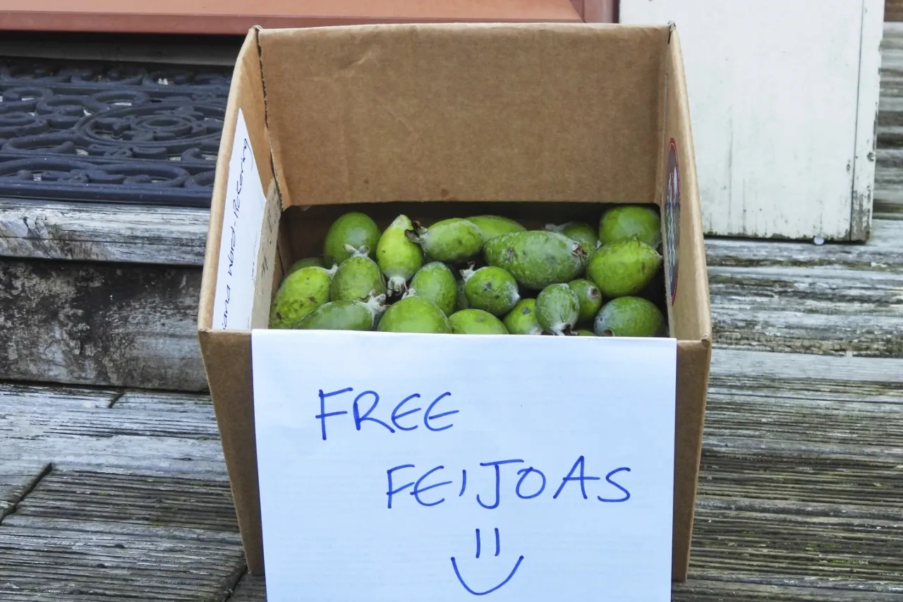La fruta nacional no oficial de Nueva Zelanda no es originaria del país